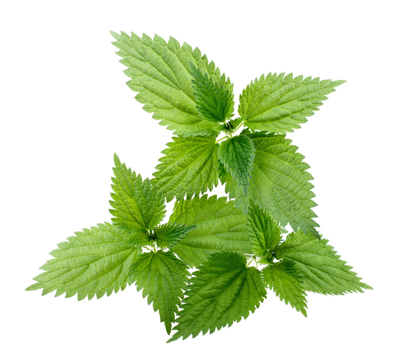 Nettle Leaf