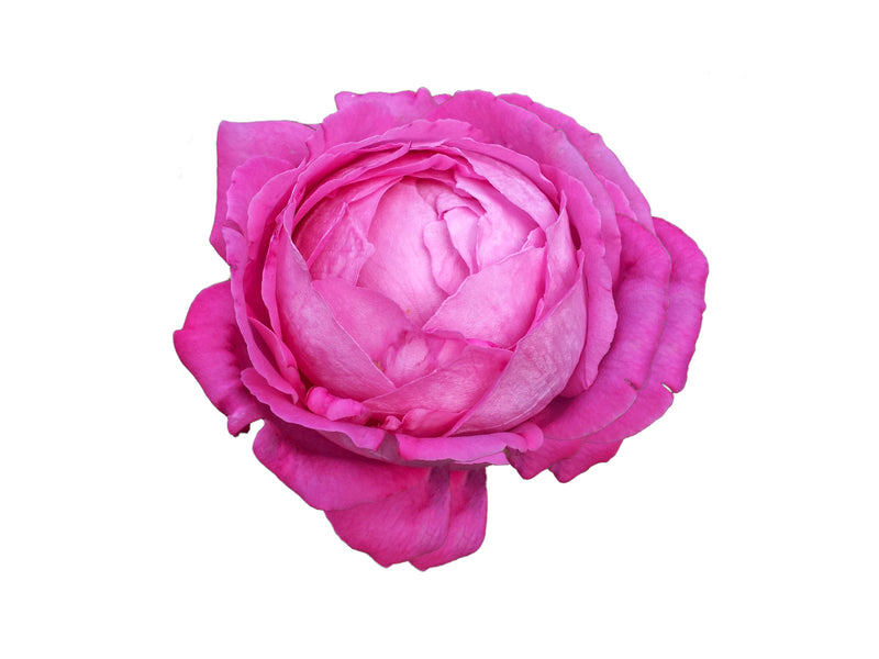 Pink rose bloom