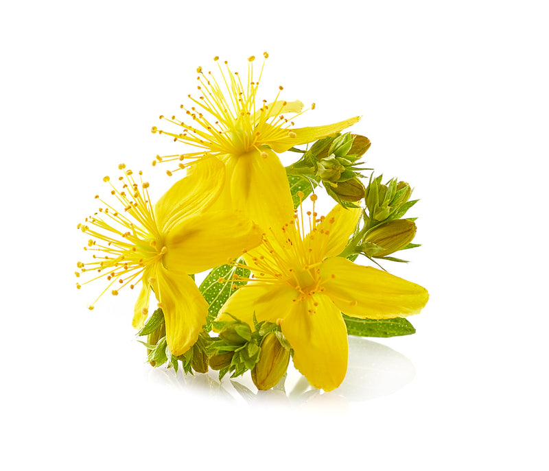 Yellow wildflowers