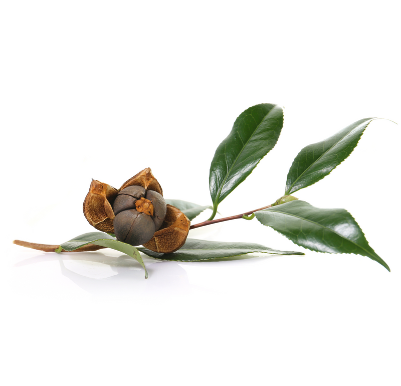 Camellia